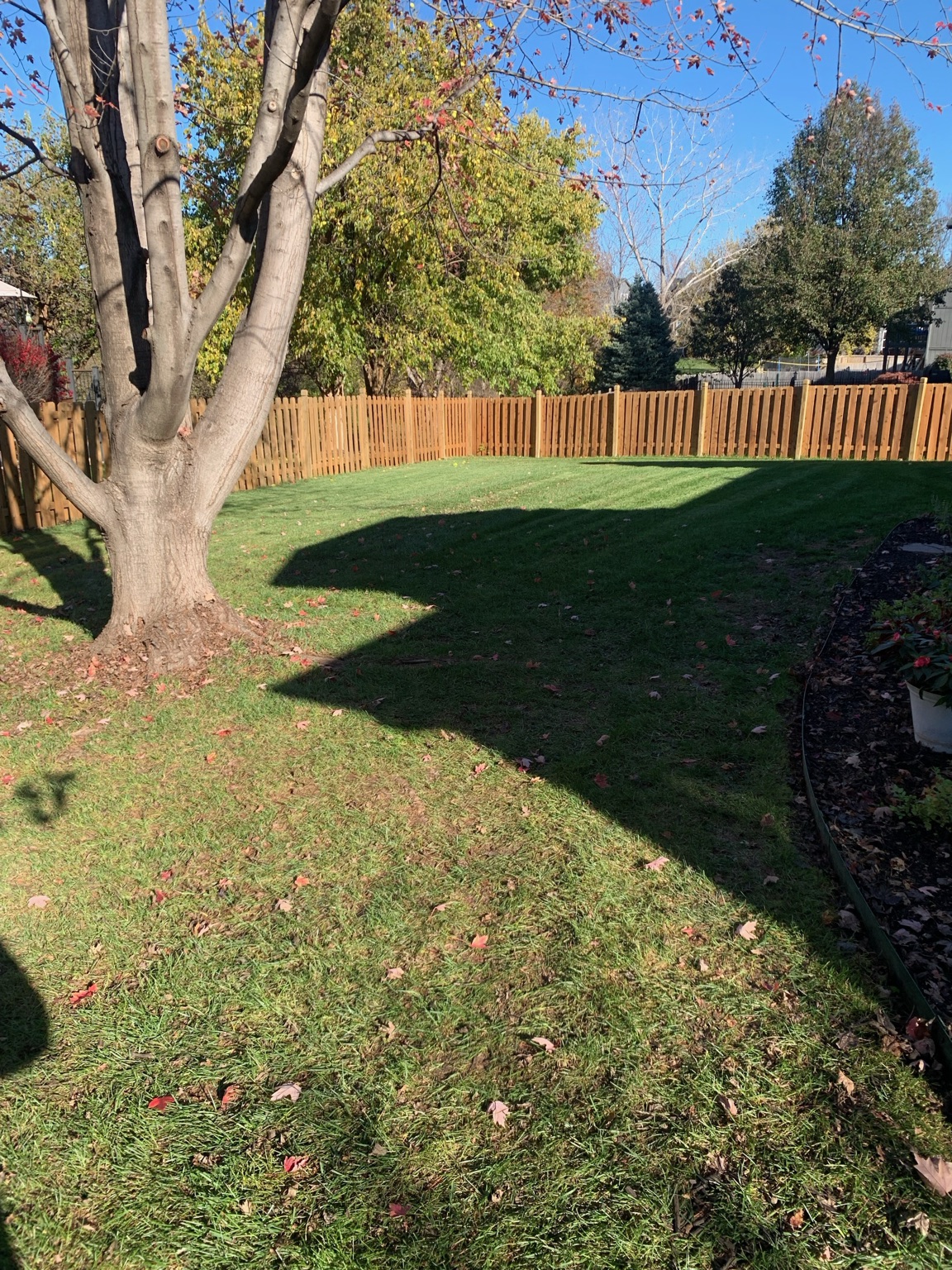 Clean backyard lawn after service
